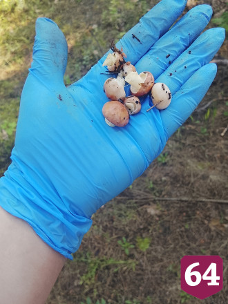 Саратовцы собирают в лесах грибы и землянику