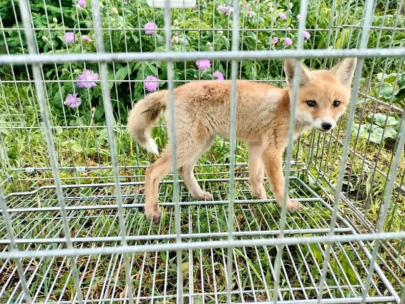 Саратовские ветеринары помогли изнемогающему от жары лисенку 