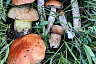 На Кумысной поляне Саратова в мае пошли белые грибы